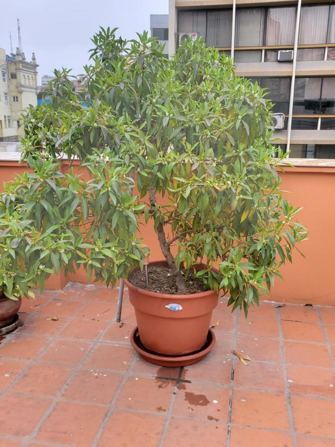Residencial Waldorf Bed & Breakfast Lima Eksteriør bilde